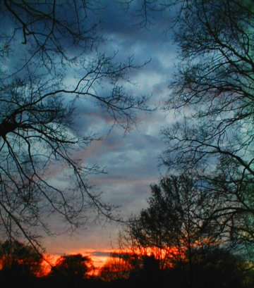 Beautiful blue clouds lit by a spark of fire on the horizon, framed by the branches of dark oak trees. The Dell, Elizabethtown College.