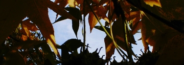 Loriodendron Tulipafera in front of Alpha Hall, Elizabethtown College, Elizabethtown, PA, USA, North America, Northern Hemisphwere, The Third Planet of The Solar System in the Milky Way Galaxy.
