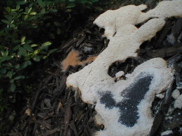 Slime molds up close