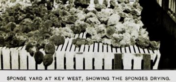 Sponge Yard at Key West. Photo Credit: NOAA