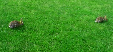 Rabbits munching on the cool grass in front of Etown College's Alpha Hall in the springtime